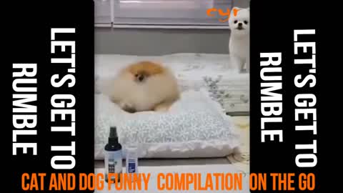cat and dog funny reaction compilation