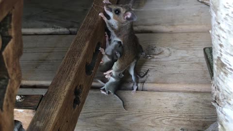 Mama Mouse and Babies Look for a Home