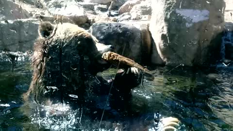 Huge Grizzly Bear Adorable Playing In Water At CMZ Up Close!!