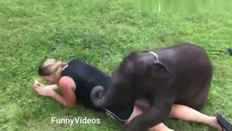Funny Animals Videos | Funny Girl Video lucu 2019 | Funny girl Fails | funny zoo Animals