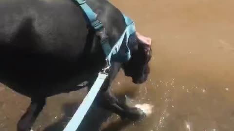 Great Dane Drinks Water