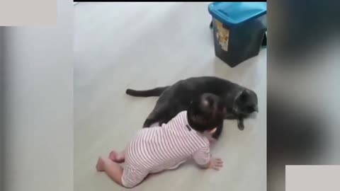 wow cat play with cute baby