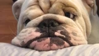 Bulldog Watches News, Gets Worried About Hurricane Irma