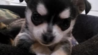 Black white puppy in black basket