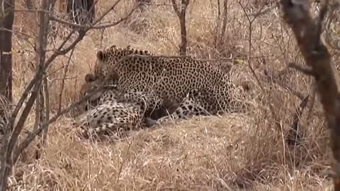 Leopardo Caçando e Matando um Guepardo