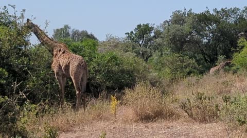 Giraffes Relaxing In Nairobi National Park. Nairobi, Kenya 2023
