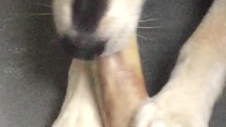 Remus Enjoying a Favorite Bone