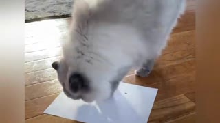 Cat trying to hide a black dot on a plain paper