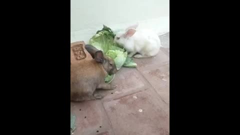 Rabbit enjoys it's breakfasts#-#yummy to look