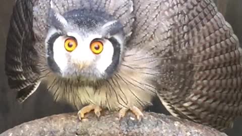 Amazing transformation the owl