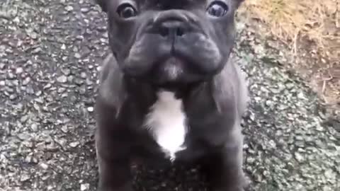 “What a Cutie Pie!” - French Bulldog