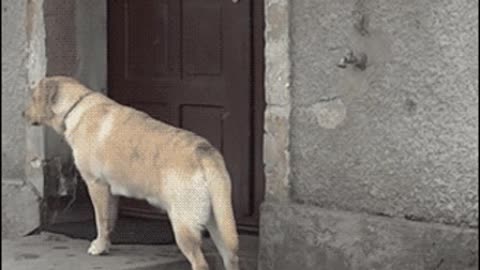Dog intelligent | funny animal