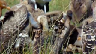 The great migration of antelopes and zebras