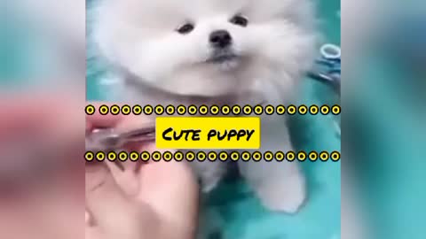 Cute Puppy Haircutting like A cute Panda