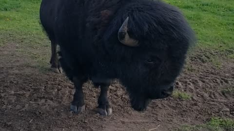 Fun on the Farm - Meet Thor our Bison Bull