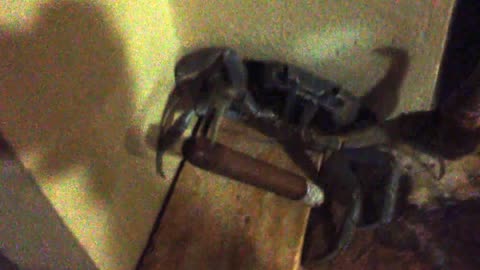 Land crab runs off with cigar