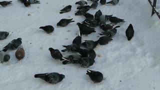 We feed the pigeons and they are happy about it.