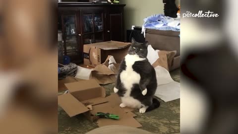Most Viral Cats of the Internet FUNNIEST videos 😂