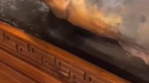 Stunning Footage of an Electric eel​​​ in Action ....Must See