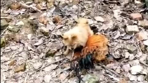 dog vs chiken funny fight