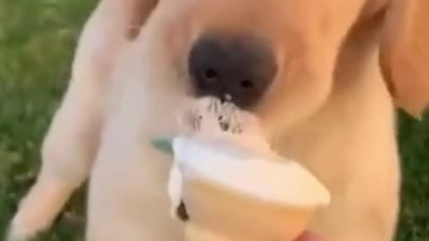 Dogs that are good at eating ice cream.