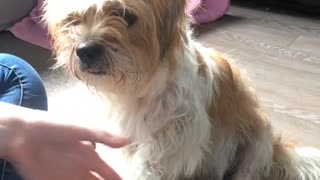 Brown dog shakes hand for treat