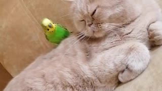 Кот и птица, милые животные #100