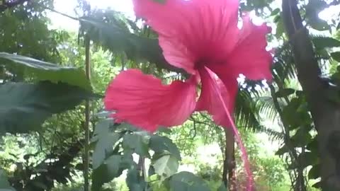 Linda flor hibisco vermelha é encontrada no meio da floresta no parque [Nature & Animals]