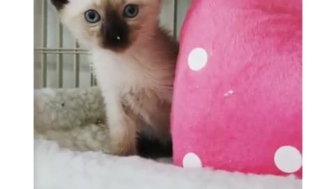 Kitten Calling for Her momy