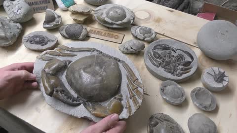 Giant fossil crab exposed - around 12-million-years-old, it