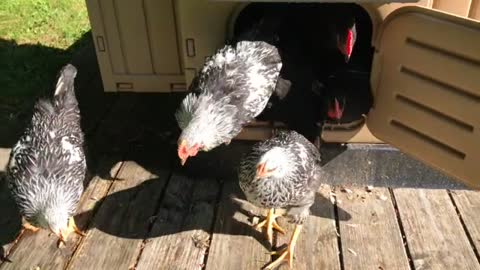 11-Week Old Chicks Being Let Out of the Coop Each Morning