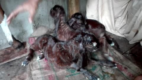 Mother goat gave birth to 3 cubs just now.