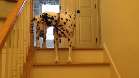 10 week old Dalmatian puppy learning to go down stairs