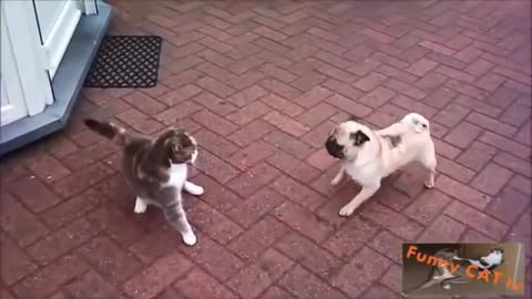 Cat and Dog together so cute!!!