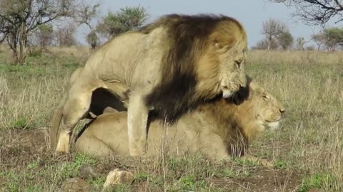 Male Lions Mating?😨😮👀