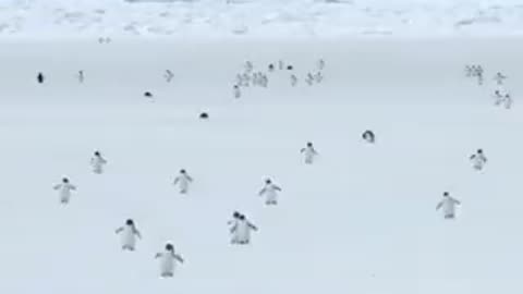 Penguins at 5 times their normal speed