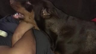 Super needy doberman demands owner's full attention