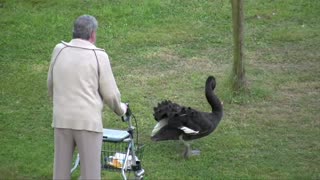 Schwan-Attacken (Part16) Schloss Ringenberg - angry swan attacks