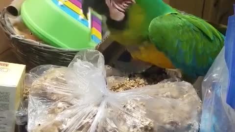 Sam The Macaw Scales The Kitchen Island To Get To A Bag Of Treats
