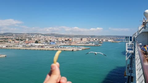 Seagull Flying to take food that a man feeds him