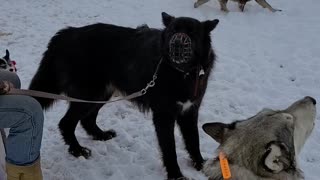 Beautiful Wolves & Huskies Howling Together!!