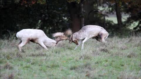 Short clip rutting bucks