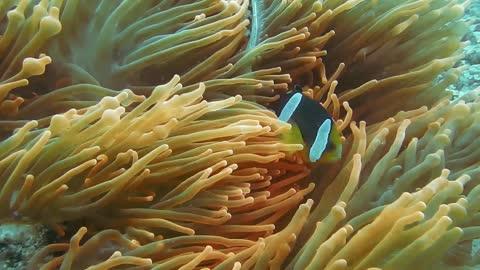 A Clown Fish Inside The Soft Corals