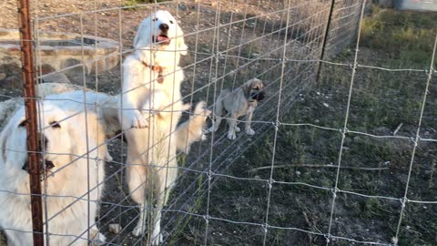 LGD Training, Puppies Learn to Guard Sheep