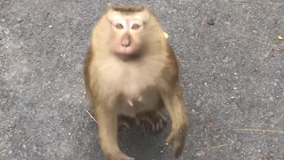 friendly monkey