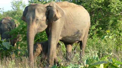 Close up from an Asian elephant with her baby in Udawalawe national Park Sri Lanka