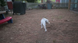 Yeti jumping around