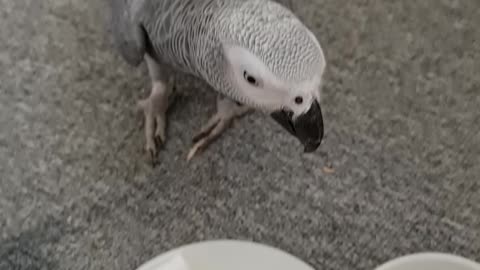 Parrot drinks the cappuccino
