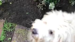 White scruffy dog drinks water sprayed at him