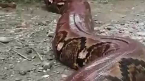 huge snake,animals